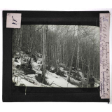 Forêts de France. Feuillus et résineux. Peuplement de hêtres à l'état de taillis dans les Pyrénées.
