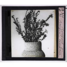 L'Art à l'école, décoration par les fleurs d'été. Bouquet de bruyère cendrée.