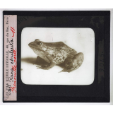 Les Adaptations à la natation chez les animaux. Grenouille verte, Rana esculenta.