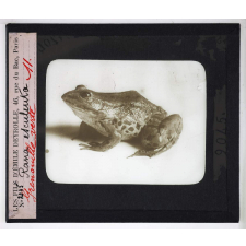 Les Adaptations à la natation chez les animaux. Grenouille verte, Rana esculenta.