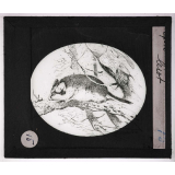 Oiseaux et mammifères nuisibles. Lérot.