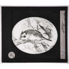 Oiseaux et mammifères nuisibles. Lérot.