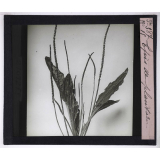 La Ramification et les inflorescences. Épis de plantain.