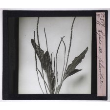 La Ramification et les inflorescences. Épis de plantain.