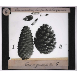 Dissémination des fruits et des graines. Cônes et graines de Pin.