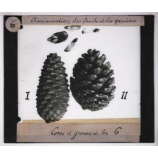 Dissémination des fruits et des graines. Cônes et graines de Pin.