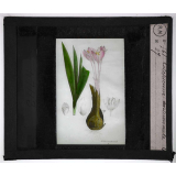Les Plantes vénéneuses. Colchicum autumnale.