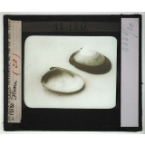 Les Mollusques comestibles. Fléon.