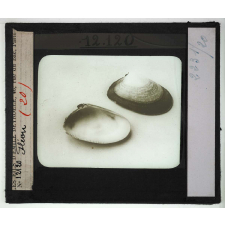 Les Mollusques comestibles. Fléon.