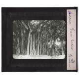 L'Ile de la Réunion : géographie physique, politique et économique. Ficus Indica.