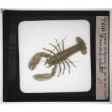 Les Crustacés. Homard adulte.