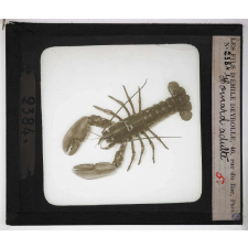 Les Crustacés. Homard adulte.