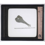 Microscope nature. Ecaille de papillon.