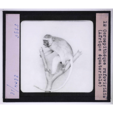 Singes et lémuriens. Cercopithéque rufoviridis (Afrique équatoriale).