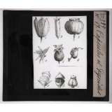 L'Ovaire et le fruit. Capsules et pyxides. 