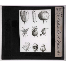 L'Ovaire et le fruit. Capsules et pyxides.