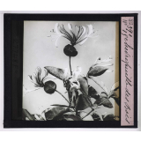 L'Art à l'école, décoration par les fleurs d'été. Chèvrefeuille des bois.