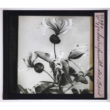 L'Art à l'école, décoration par les fleurs d'été. Chèvrefeuille des bois.