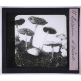 La Vie des champignons. Marasme d'Oréades.