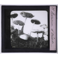 La Vie des champignons. Marasme d'Oréades.