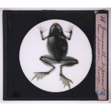 La Radiographie appliquée aux Sciences médicales. Grenouille digérant un poisson rouge.