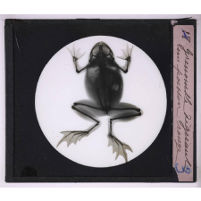 La Radiographie appliquée aux Sciences médicales. Grenouille digérant un poisson rouge.