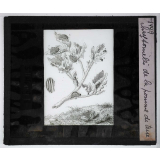 Les Moyens de défense des insectes. Chrysomètes de la pomme de terre.