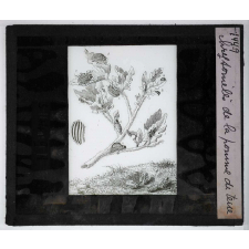 Les Moyens de défense des insectes. Chrysomètes de la pomme de terre.
