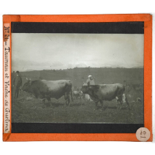 Algérie, agriculture. Taureau et Vache de Guelina.