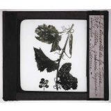Les Insectes parasites de la vigne. Altise gribouri cigarier - cochylis - cocidomie.