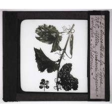 Les Insectes parasites de la vigne. Altise gribouri cigarier - cochylis - cocidomie.