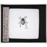 Les Insectes parasites de la vigne. Gribouri.