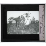 Les Plantes. Fougère arborescente à la Réunion.