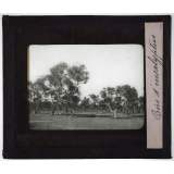 Australie. Bois d'eucalyptus.