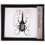 Les Insectes et les arachnides. Scarabée.