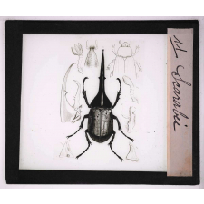 Les Insectes et les arachnides. Scarabée.