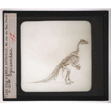 Locomotion terrestre chez les animaux. Iguanodon.