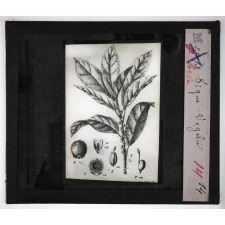 Les Plantes à caoutchouc et à gutta-percha. Ficus Vogelii.