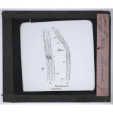 Le Microscope. Ce qu'il permet de voir dans le corps humain. Fibre nerveuse.