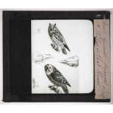 Les Oiseaux (grands rapaces). Hibou et chat-huant.