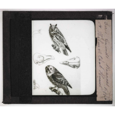 Les Oiseaux (grands rapaces). Hibou et chat-huant.