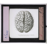 Système nerveux. Cerveau. Face supérieure.