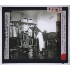 Sérothérapie. Préparation des divers sérums de l'Institut Pasteur de Paris. Saignée d'un cheval (2e temps).