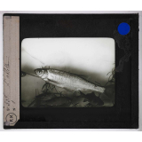 Les Poissons d'eau douce. L'ablette.
