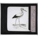 Les Oiseaux utiles. Cigogne.