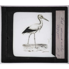 Les Oiseaux utiles. Cigogne.