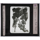 Les Maladies cryptogamiques de la vigne. Mildiou et rot brun.