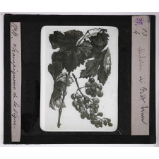 Les Maladies cryptogamiques de la vigne. Mildiou et rot brun.