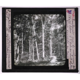 La Forêt. Notions élémentaires de sylviculture. Peuplement pur et uniforme de chênes à l'état de vieille futaie. Forêt domaniale de Bercé.