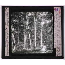 La Forêt. Notions élémentaires de sylviculture. Peuplement pur et uniforme de chênes à l'état de vieille futaie. Forêt domaniale de Bercé.